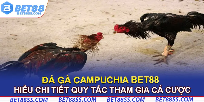 Hiểu chi tiết quy tắc tham gia cá cược chọi gà
